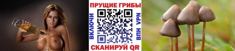 купить Талдом Галлюциногенные грибы мицелий